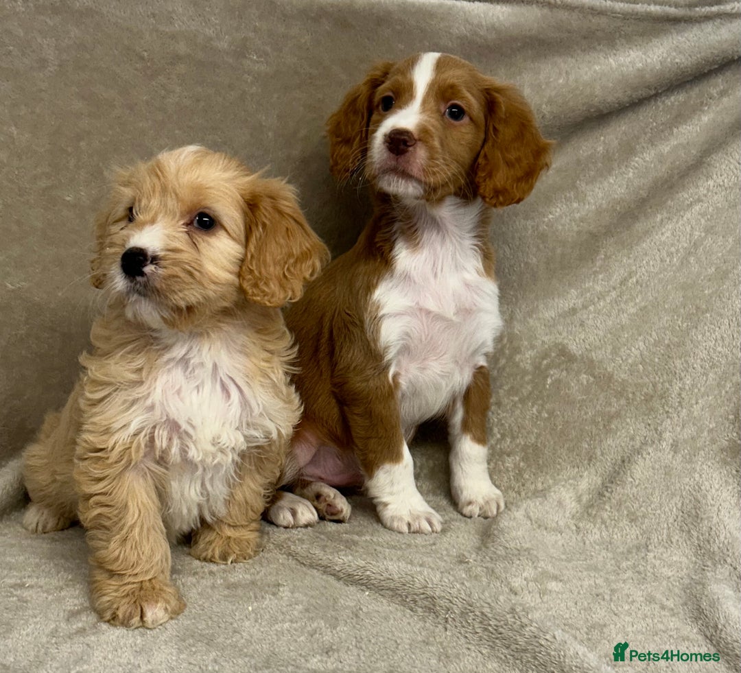 Cockapoo dogs for sale: Stunning cockapoo puppies  - Advert 13