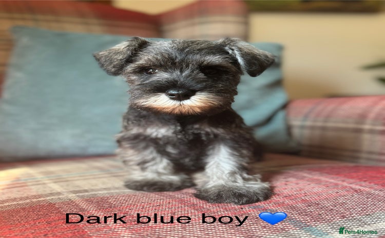 Miniature Schnauzer dogs - Advert 3