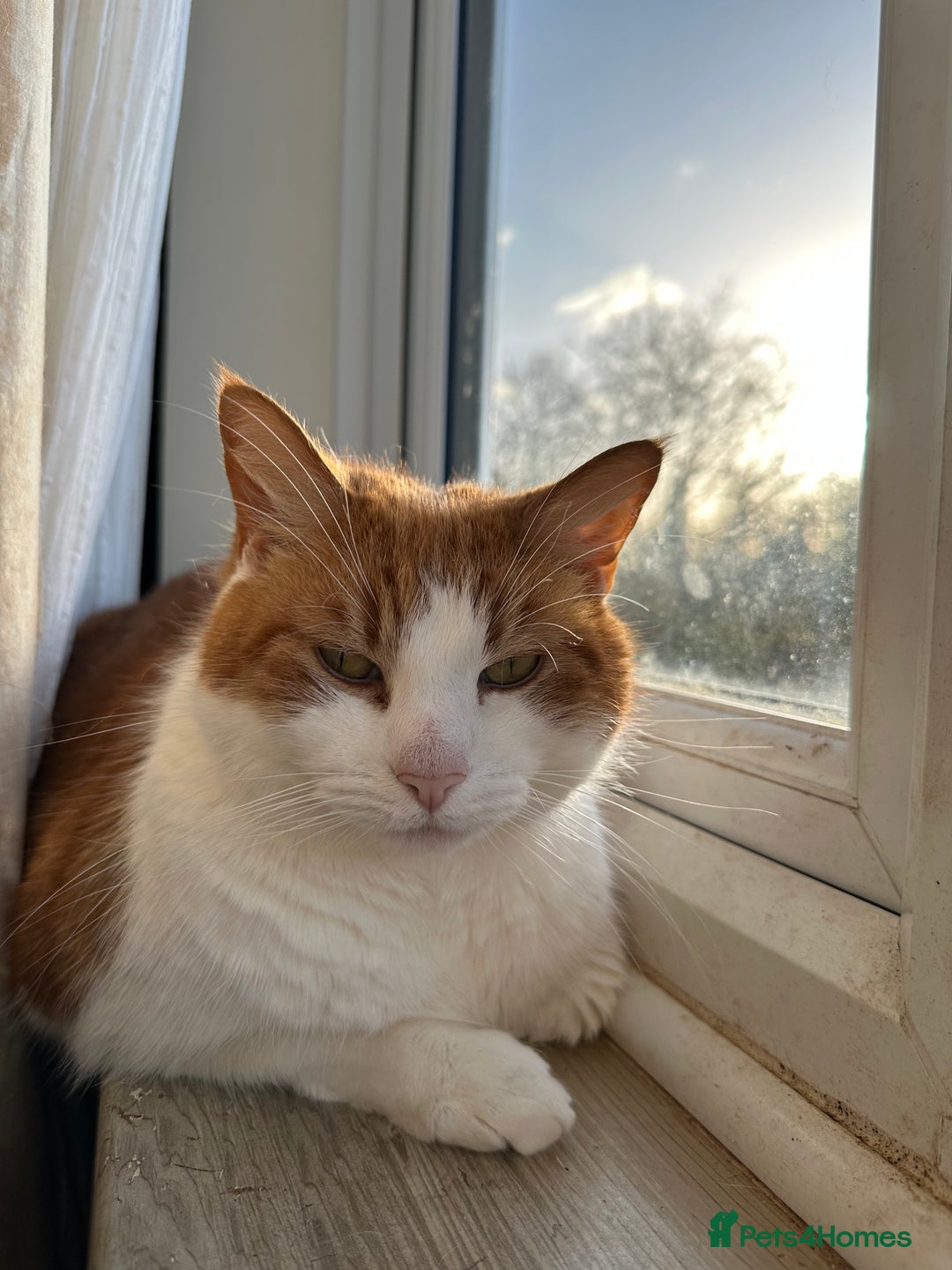 Domestic Shorthair cats for sale: Momie the Foodie - Advert 21