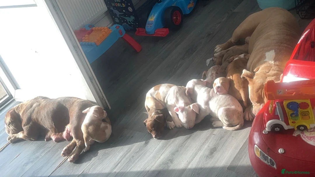 American Bully dogs for sale: All girls only  in Stockport - Advert 2