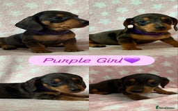 Dachshund dogs for sale: Miniature Daschund puppies - Image 5