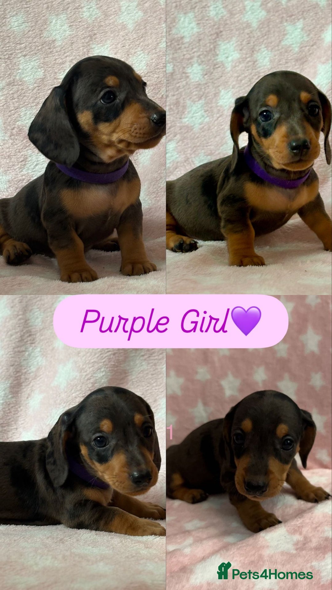 Dachshund dogs for sale: Miniature Daschund puppies - Image 5