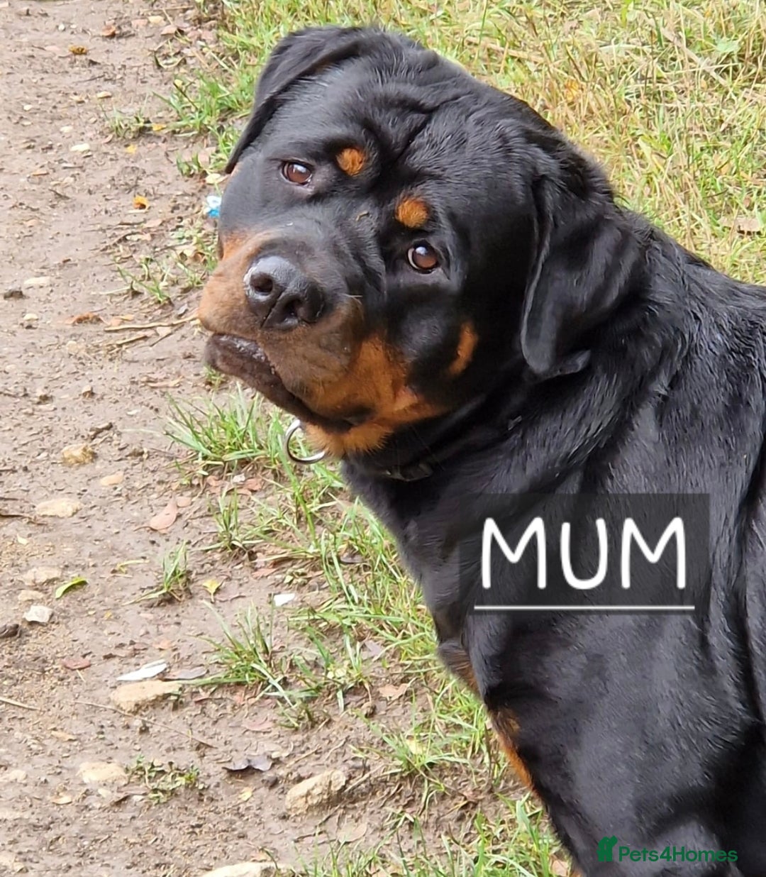 Rottweiler dogs for sale: Beautiful big 8 month old rotweiler  - Advert 9