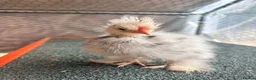 Chickens poultry for sale: USA Bantam Silkie for sale  - Advert 4