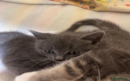 British Shorthair cats for sale: Gorgeous friendly kittens - Image 5