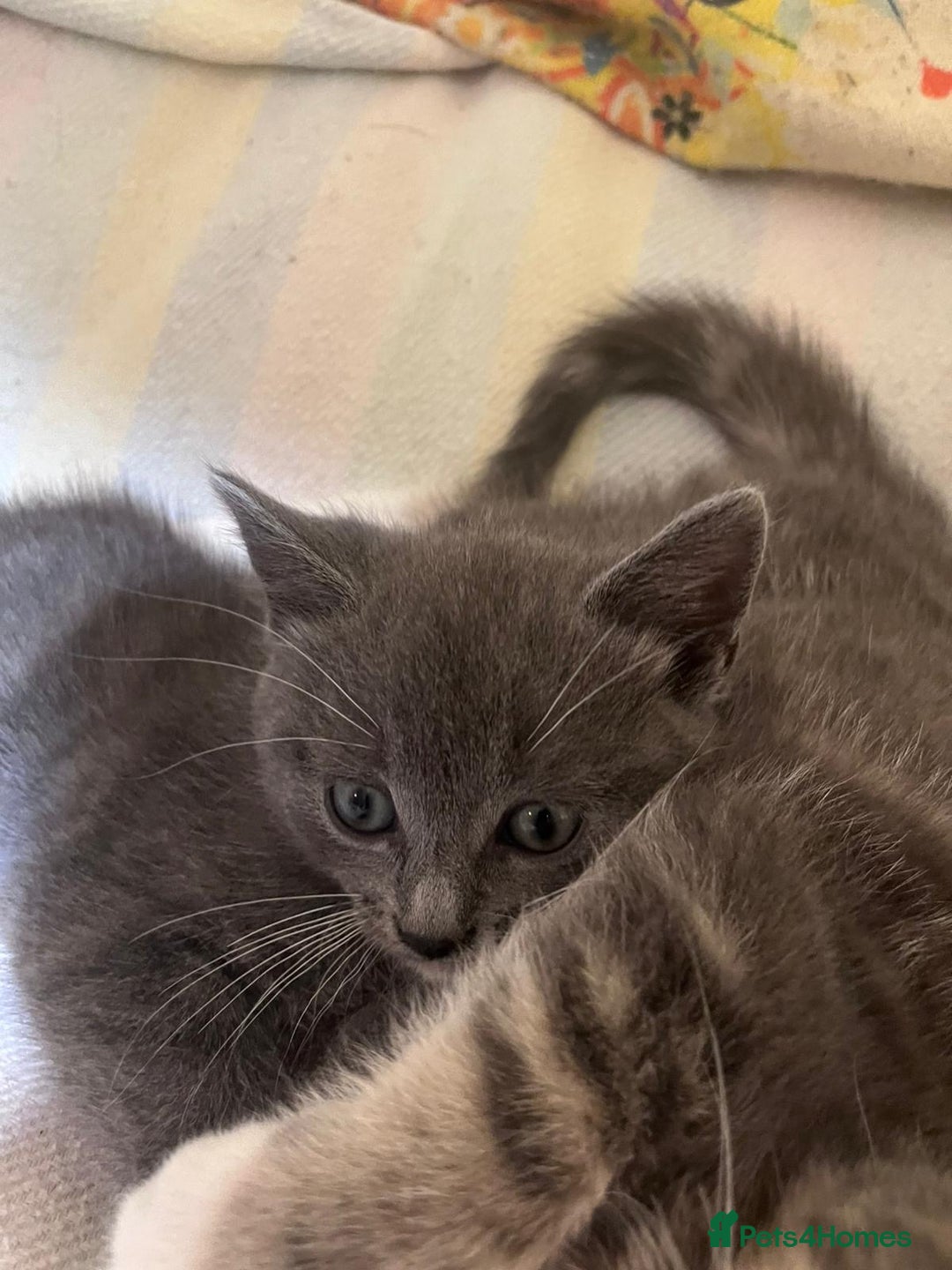 British Shorthair cats for sale: Gorgeous friendly kittens - Image 5