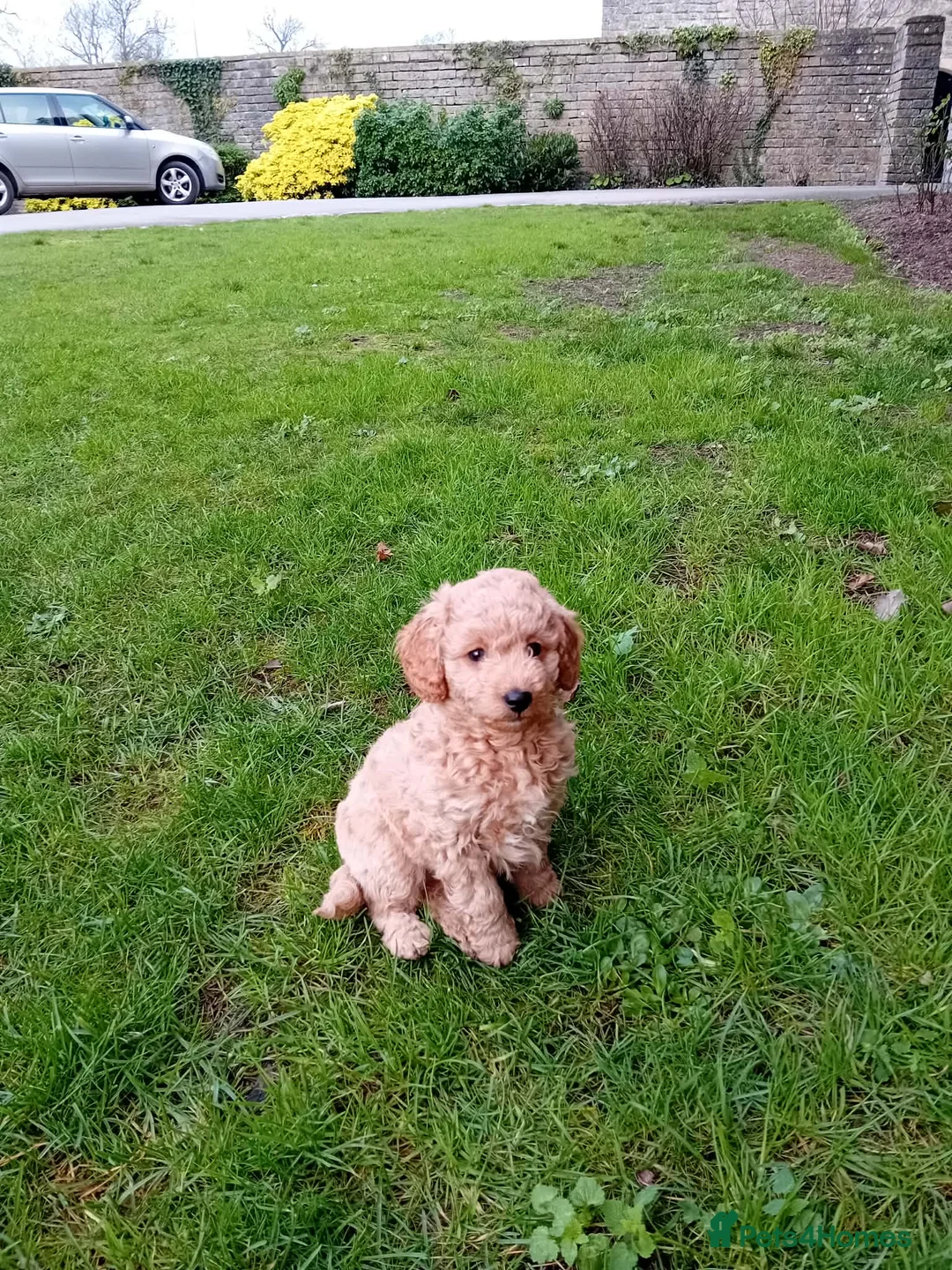 Cockapoo dogs for sale: Baby boy cockapoo  - Advert 9