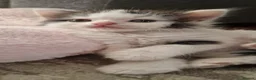 Mixed Breed cats for sale: Fluffy kittens looking for home - Advert 8