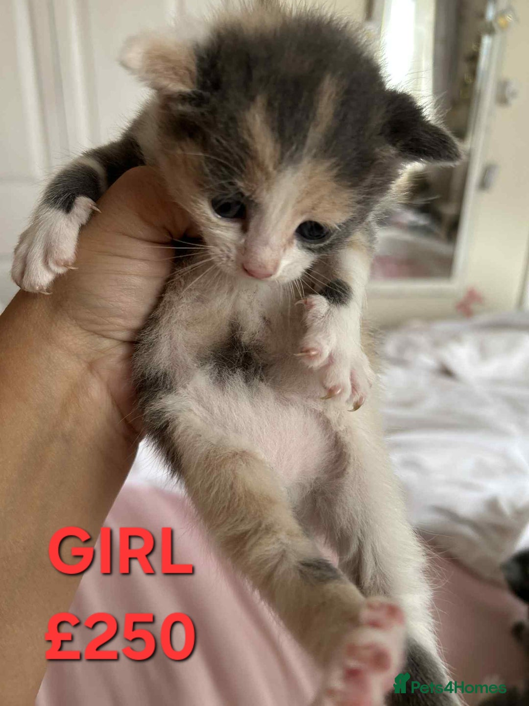 Mixed Breed cats for sale: Beautiful kittens looking for their forever homes - Image 13