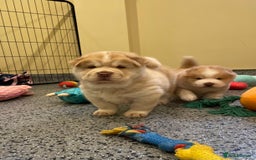 Mixed Breed dogs for sale: Genuine Chowski puppies  - Image 10