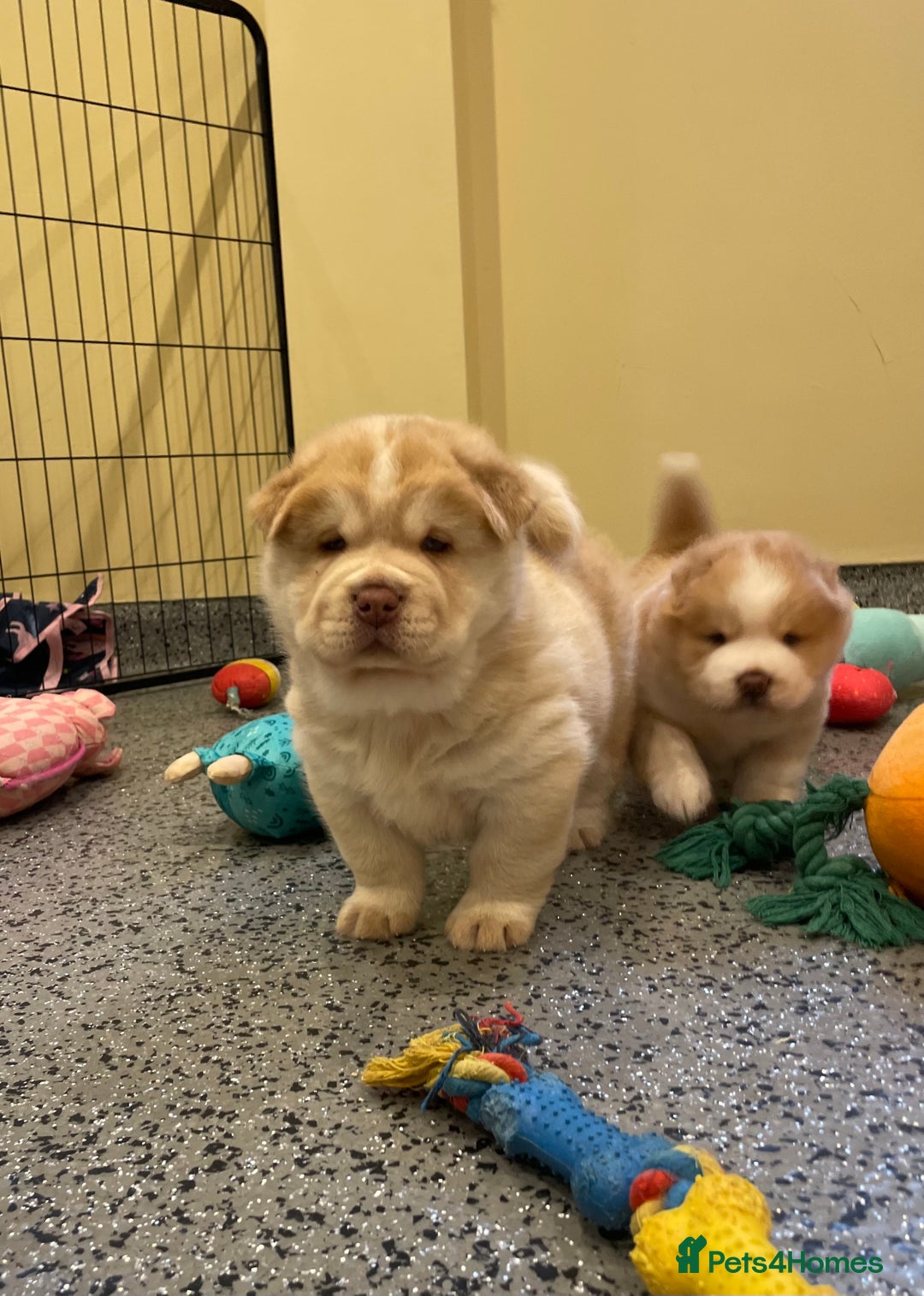 Mixed Breed dogs for sale: Genuine Chowski puppies  - Image 10