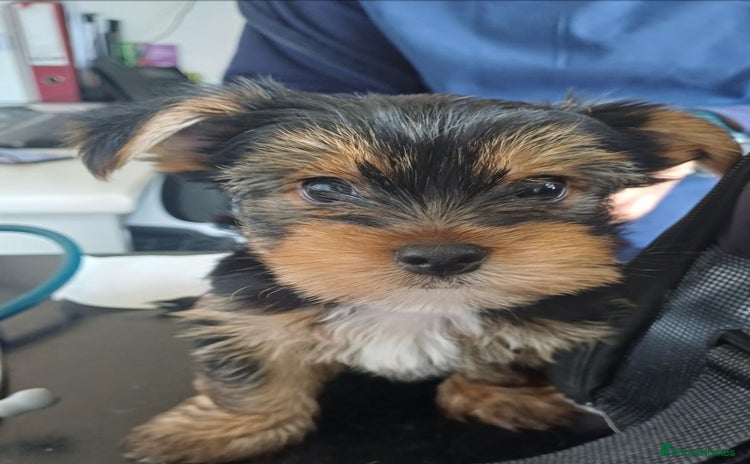 Yorkshire Terrier dogs - Advert 4