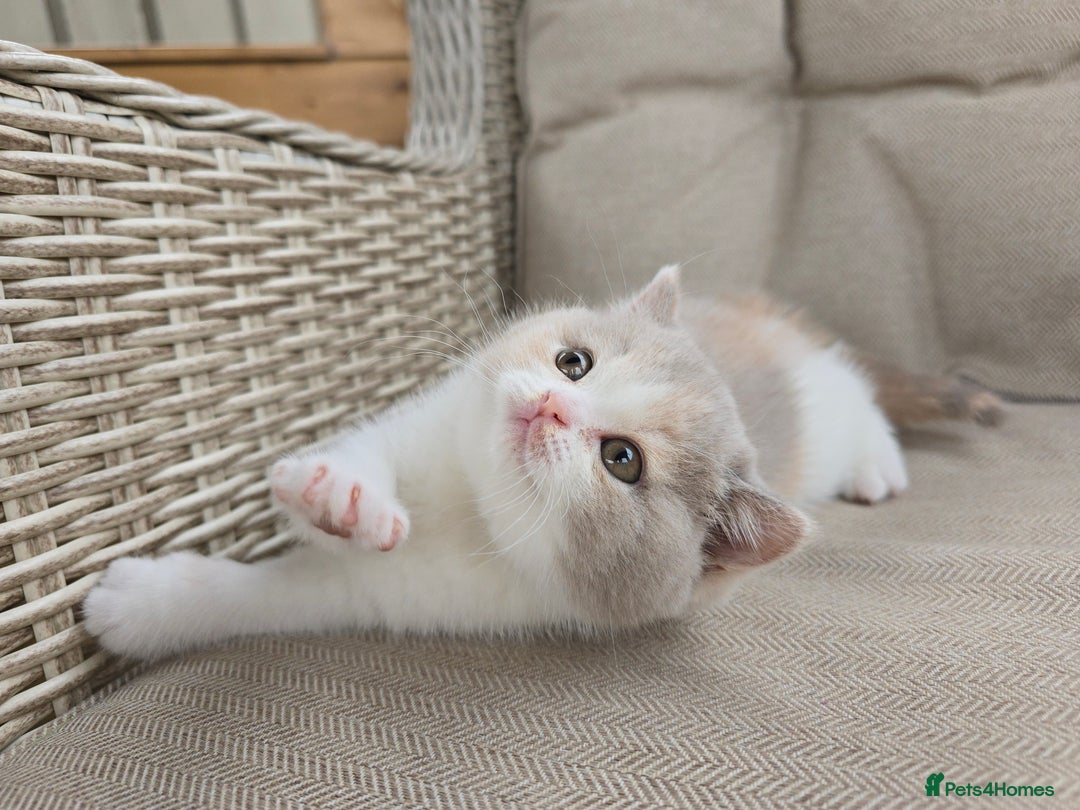 British Shorthair cats for sale: Stunning British Shorthair Kittens  - Image 4