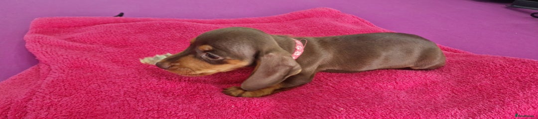Miniature Dachshund Puppy 4