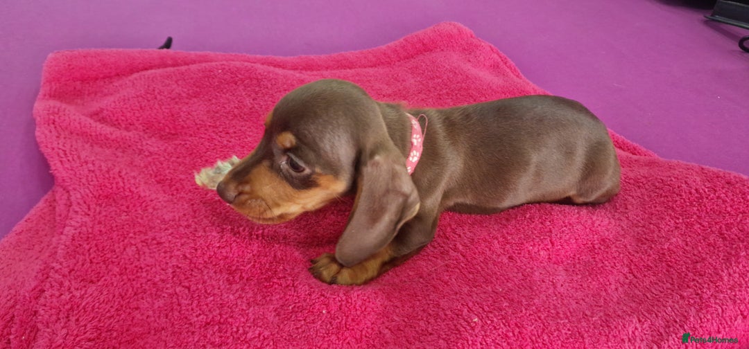 Miniature Dachshund dogs for sale: Miniature Dachshund puppies Longhaired & Smooth  - Image 29