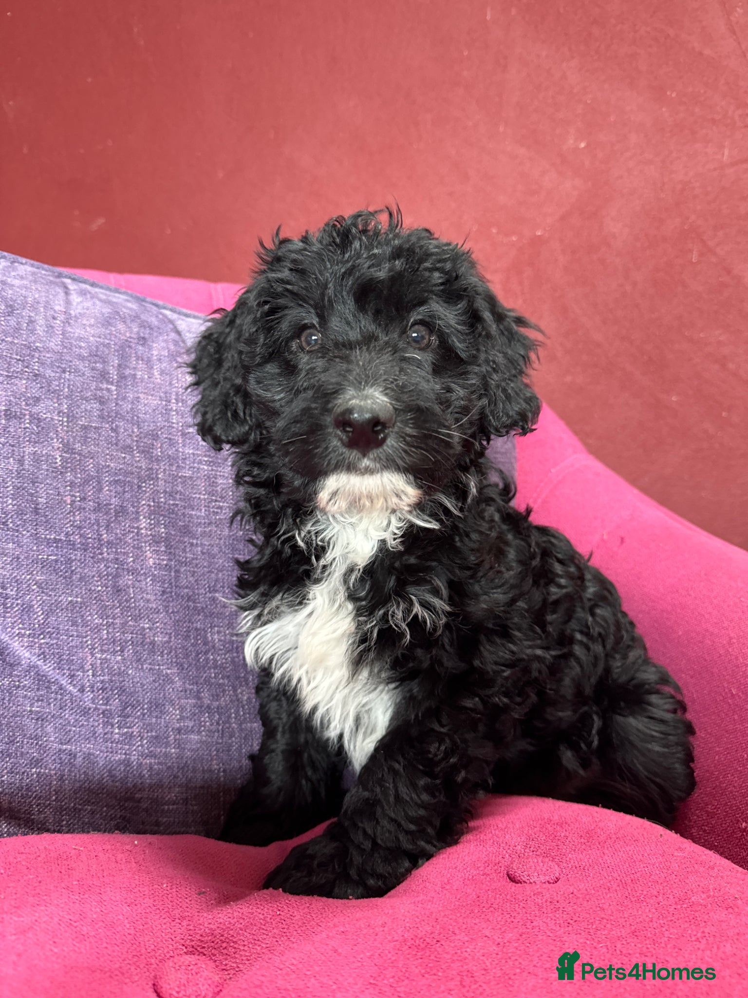 Bordoodle dogs Intelligent, affectionate, and low-shedding breed - Advert 1