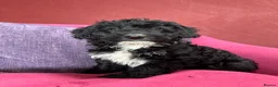 Bordoodle dogs for sale: Intelligent, affectionate, and low-shedding breed - Advert 2