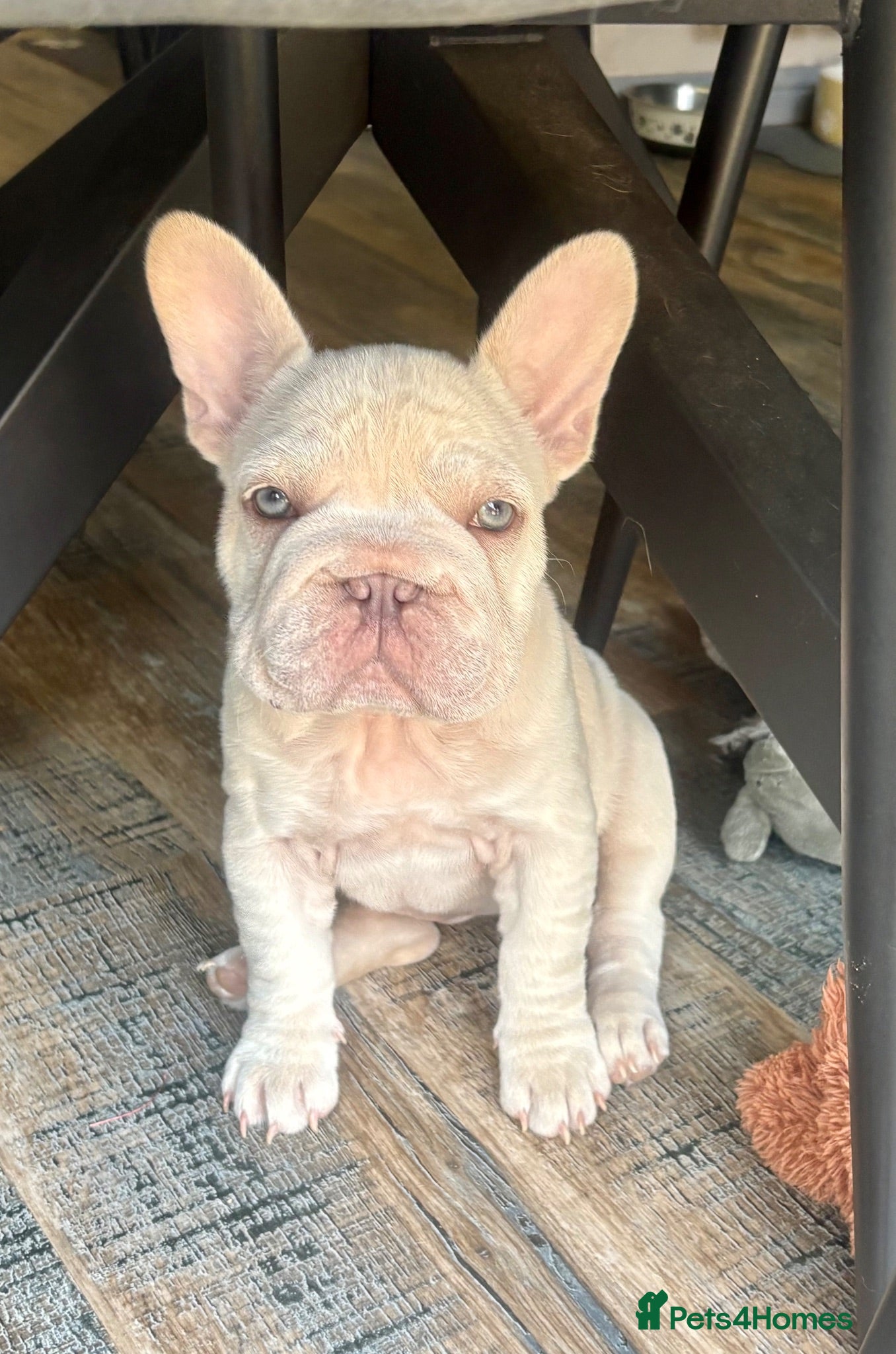 French Bulldog dogs STUNNING FRENCH BULLDOG GIRL - Advert 15
