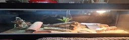 Bearded Dragon reptiles for sale: Bearded Dragon - Advert 4