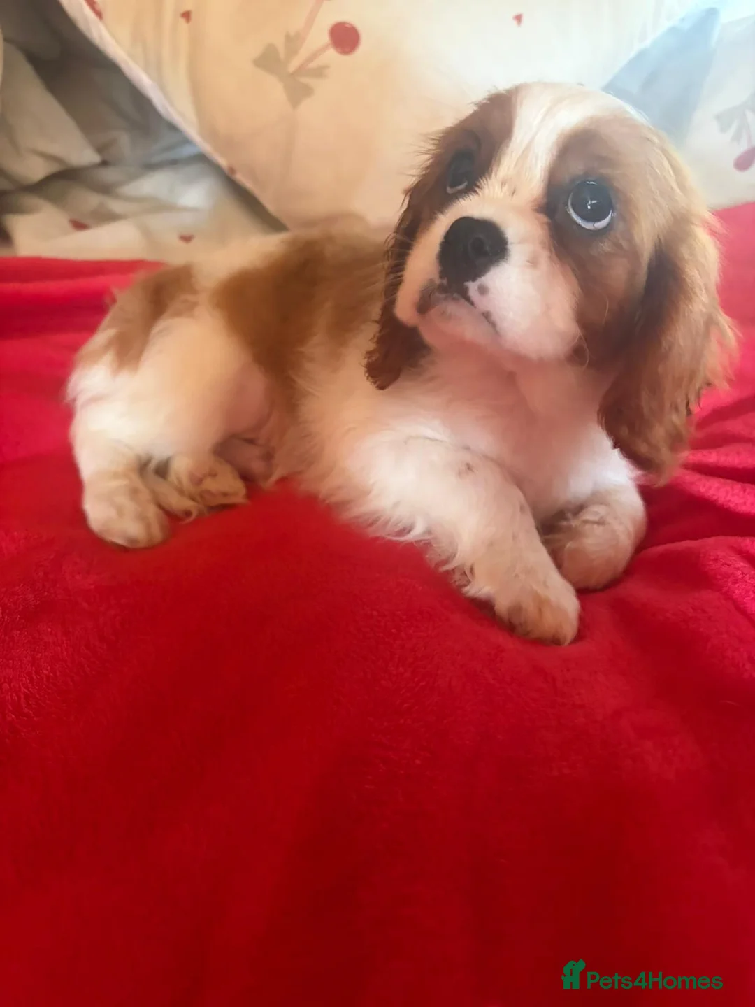 Cavalier King Charles Spaniel dogs for sale: Cavalier King Charles  - Advert 2