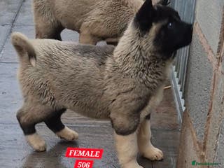 Akita dogs AMERICAN AKITA BLACK MASK BEARS - Advert 6