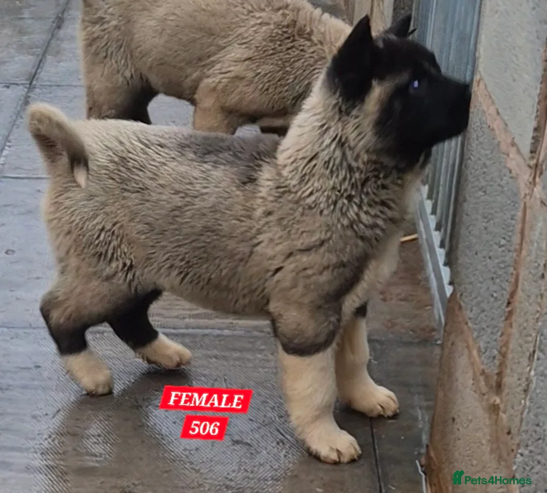 Akita dogs for sale: AMERICAN AKITA FEMALES BLACK MASK BEARS - Advert 8