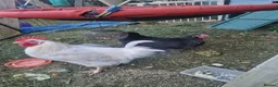 Mixed Breed birds for sale: White Rooster and Black Hen. - Advert 1