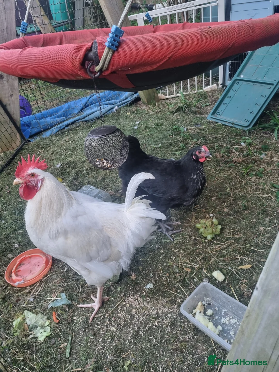 Mixed Breed birds for sale: White Rooster and Black Hen. - Advert 1