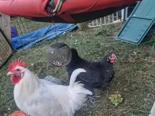 Mixed Breed birds White Rooster and Black Hen. - Advert 1