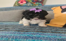 Shih Tzu dogs for sale: Shih Tzu puppies 1 boy available Redy Now!!! - Image 24