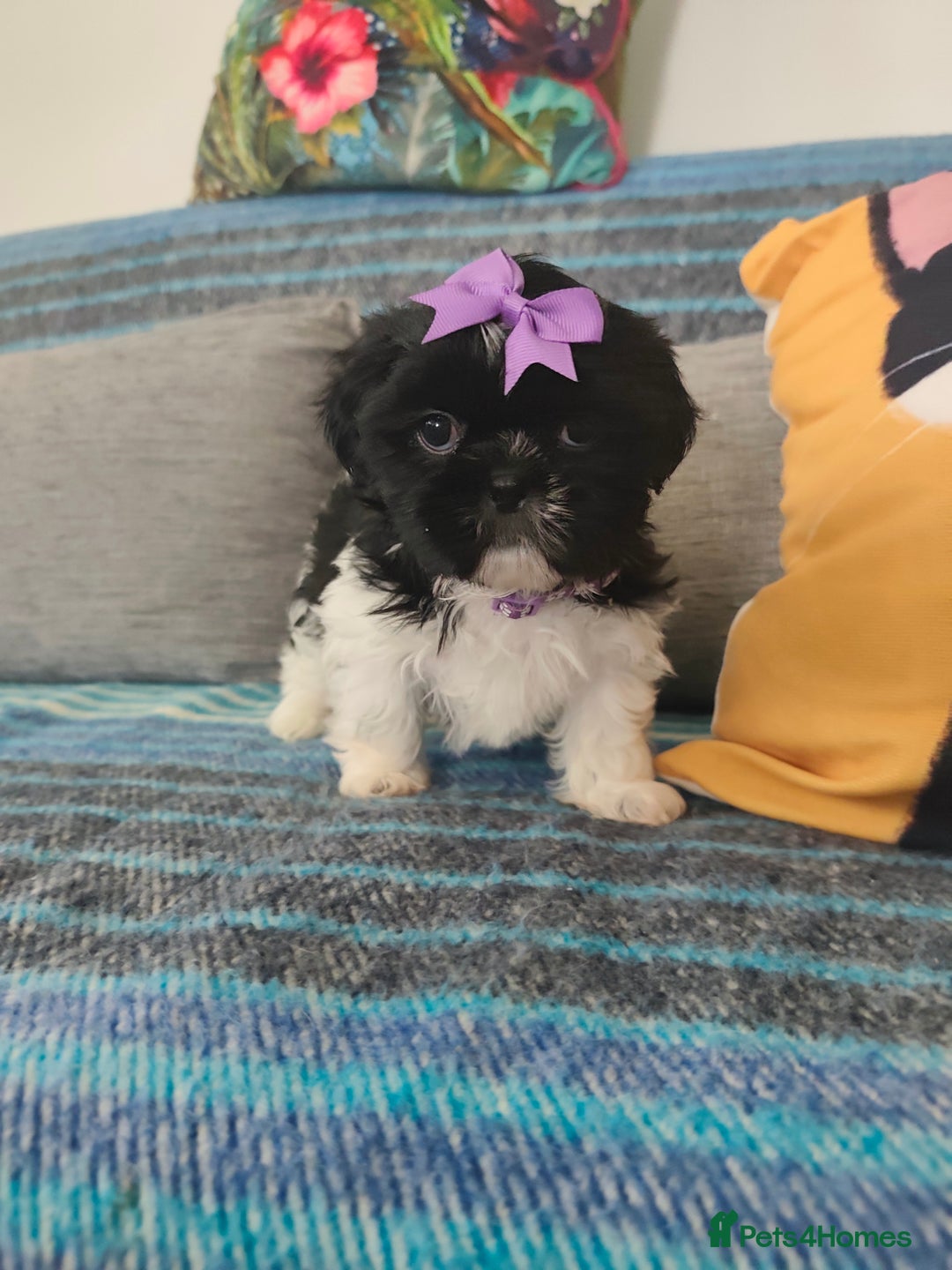 Shih Tzu dogs for sale: Shih Tzu puppies 1 boy available Redy Now!!! - Image 24