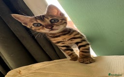 Bengal cats for sale: REDUCEDAbsolutely stunning Bengal Kittens READY in Hook - Image 29