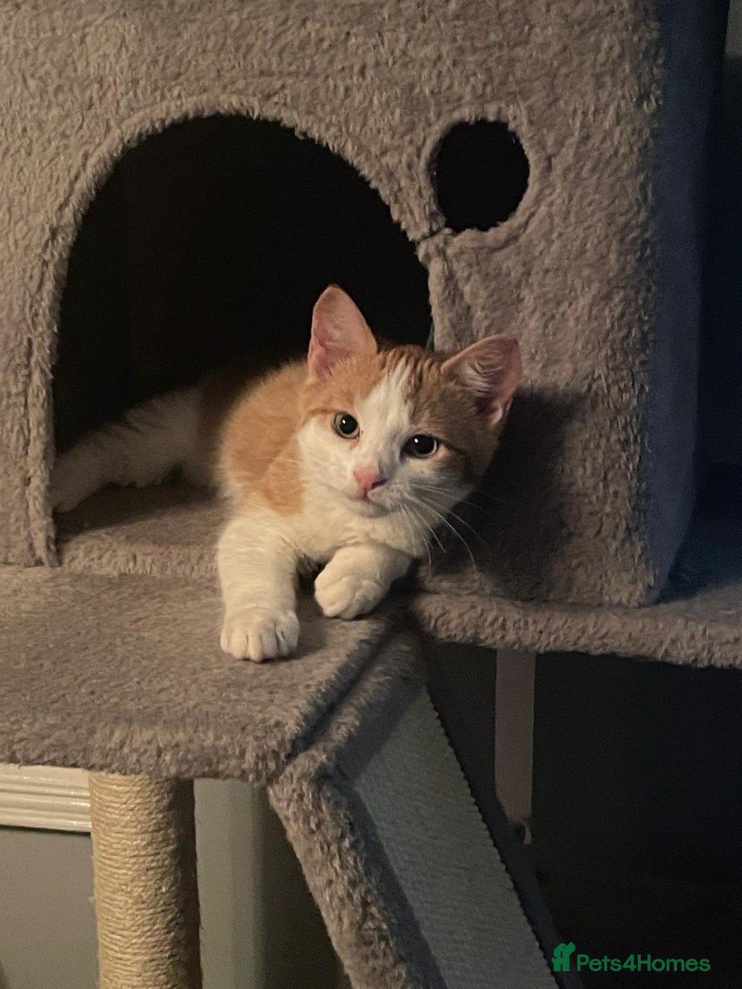 Mixed Breed cats for sale: Ready Now, 3 Loving, Playful Ginger Kittens - Advert 6