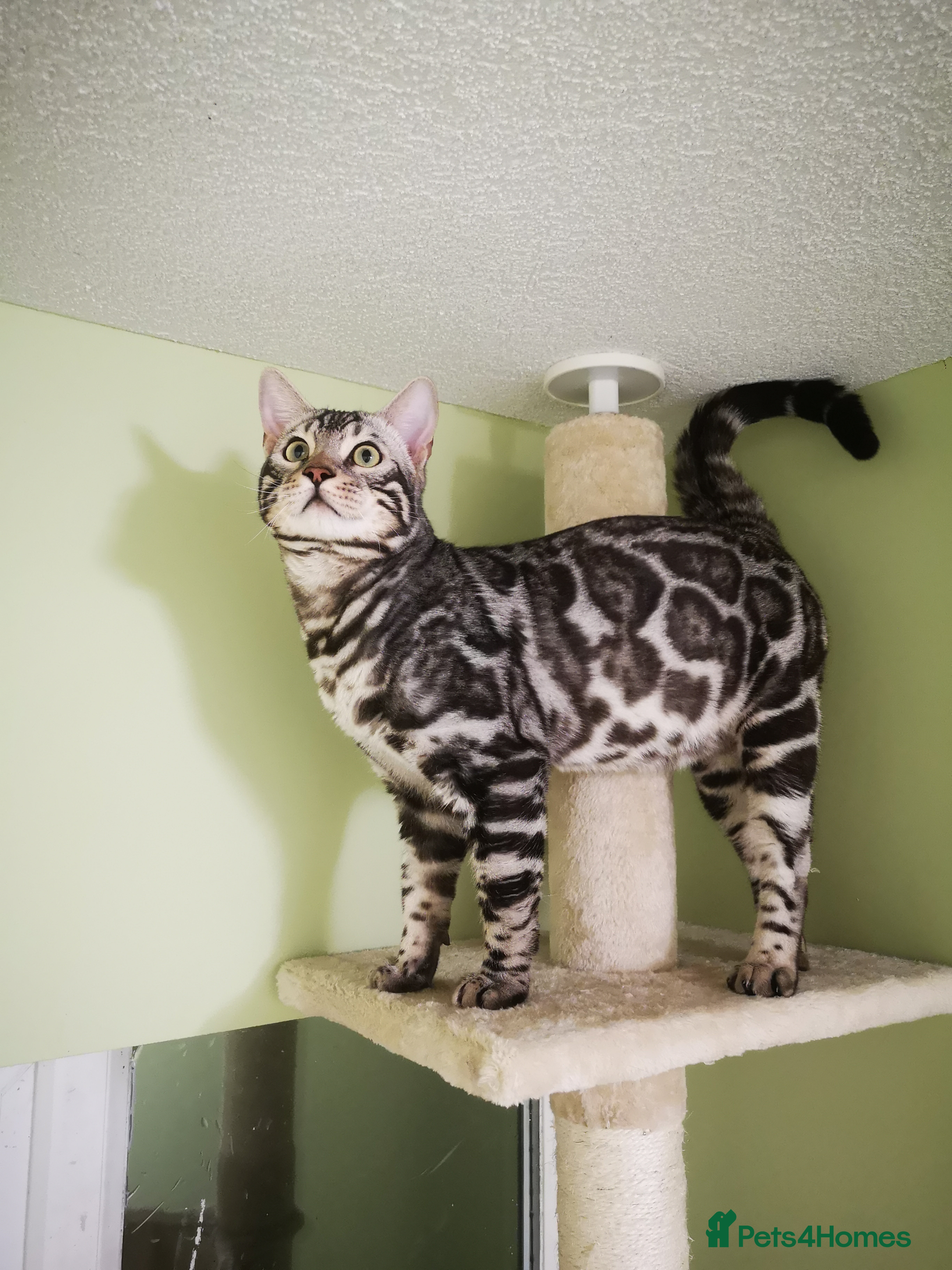 Bengal cats TICA active registered Silver boy for stud! in Bury Saint Edmunds - Advert 23