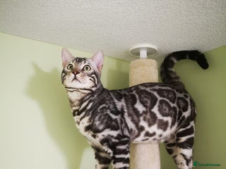 Bengal cats in Bury Saint Edmunds - Advert 4