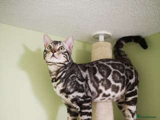Bengal cats TICA active registered Silver boy for stud! in Bury Saint Edmunds - Advert 4
