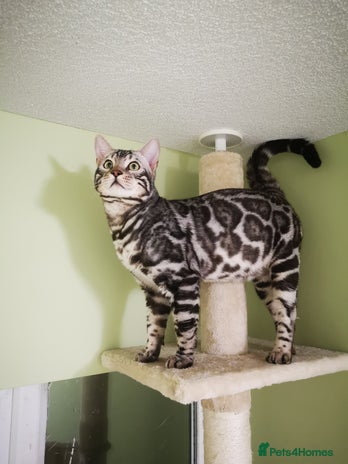 Bengal cats TICA active registered Silver boy for stud! in Bury Saint Edmunds - Advert 9