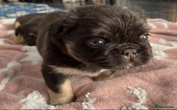 French Bulldog dogs for sale: Bellasbulliez visual fluffy french bulldog boy 💙 - Image 2