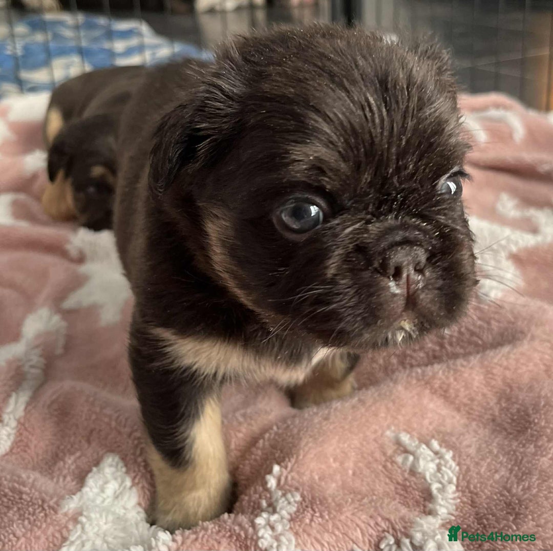 French Bulldog dogs for sale: Bellasbulliez visual fluffy french bulldog boy 💙 - Image 2
