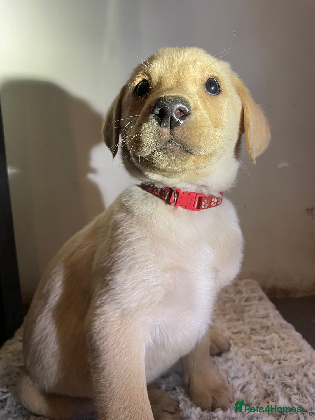 Labrador Retriever dogs for sale: Reduced to 1200 Ready to go now   - Advert 14