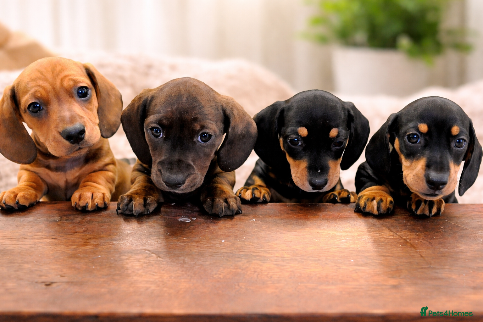 Miniature Dachshund dogs Miniature Dachshund Puppies Ready 12th April - Advert 15