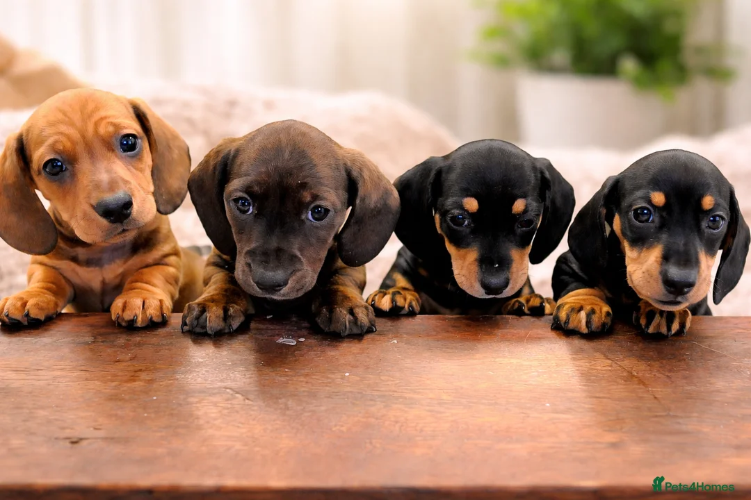 Miniature Dachshund dogs for sale: Miniature Dachshund Puppies Ready 12th April - Advert 1