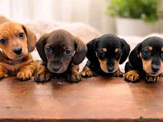 Miniature Dachshund dogs Miniature Dachshund Puppies Ready 12th April - Advert 15