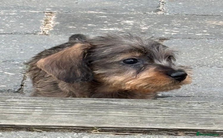 Miniature Dachshund dogs - Advert 2