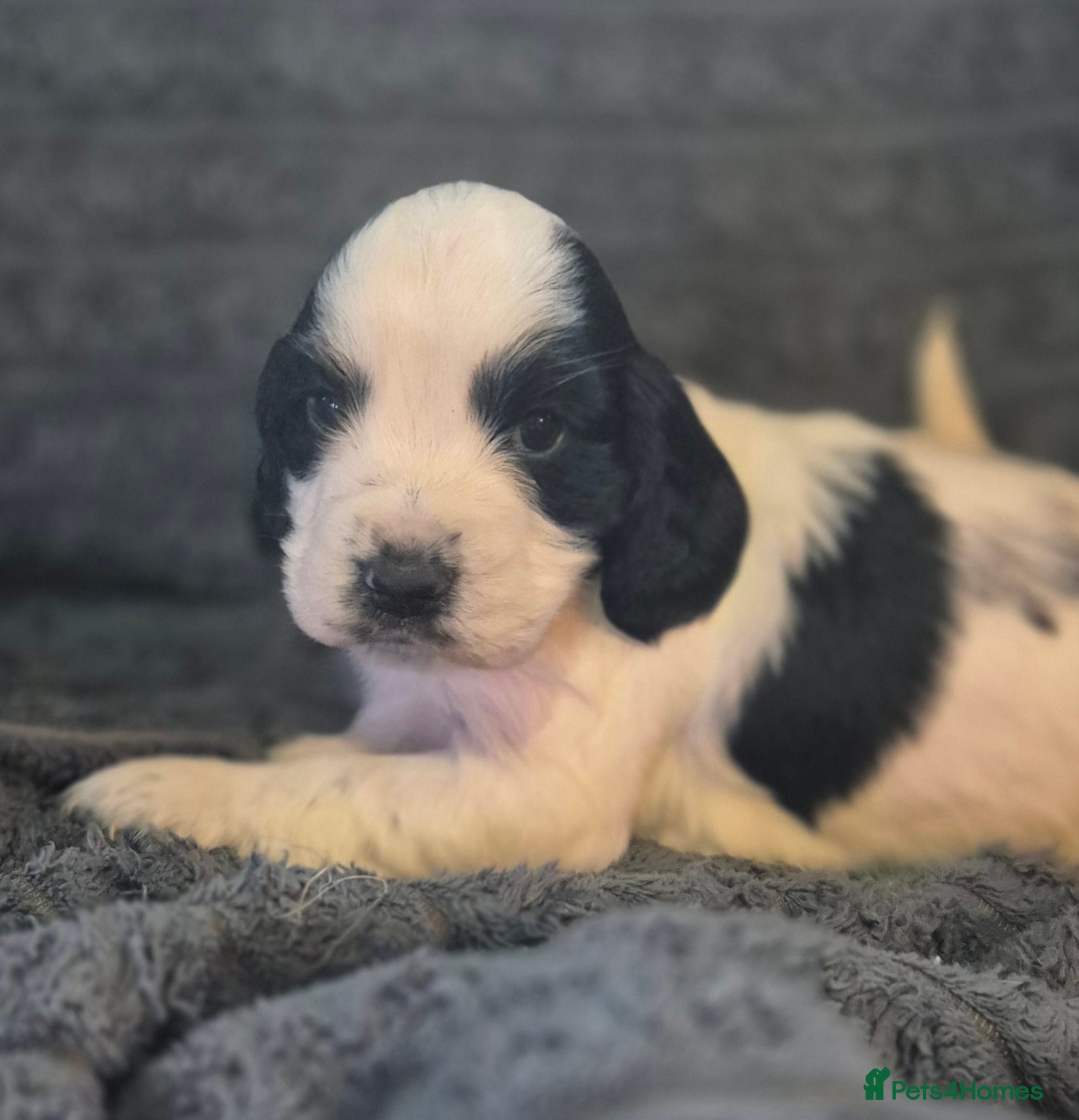 Sprocker dogs **LAST PUP** Beautiful Sprocker pups - Advert 1