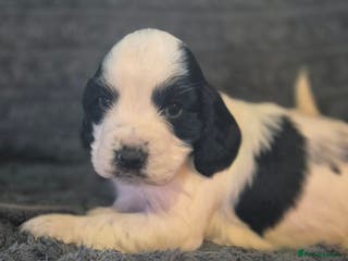 Sprocker dogs **LAST PUP** Beautiful Sprocker pups - Advert 1