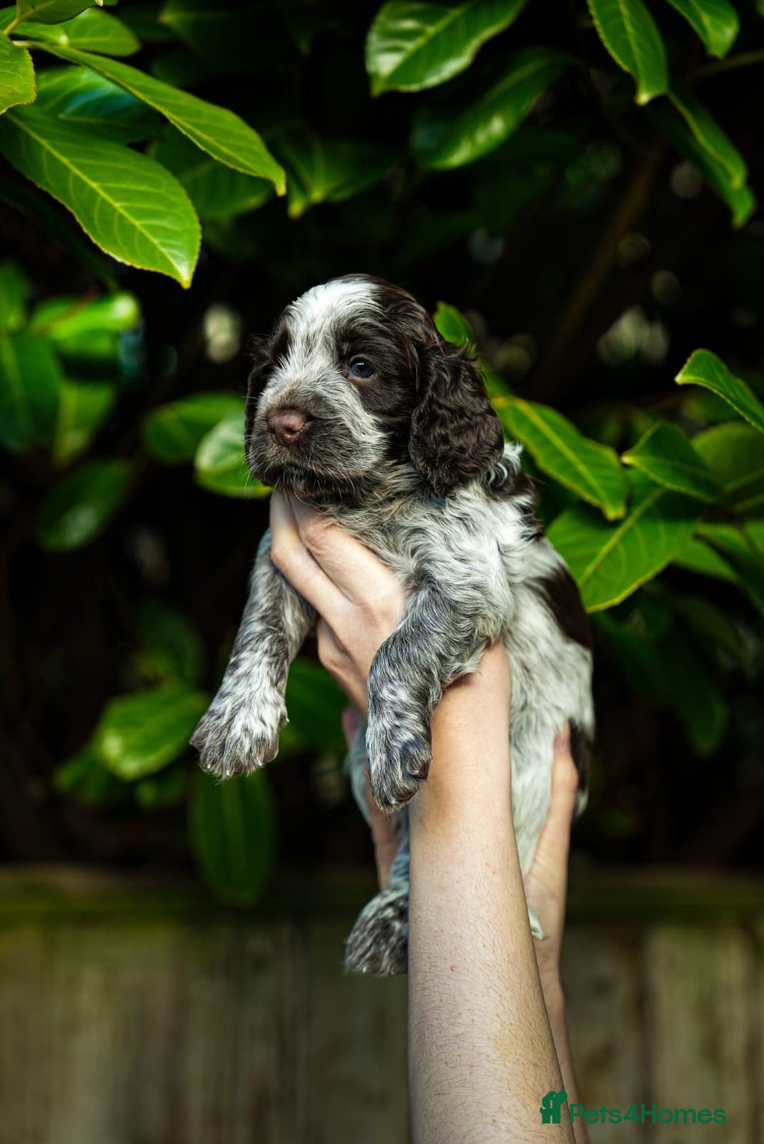Cocker Spaniel dogs for sale: KC Registered Working Cocker Spaniel Puppies  - Advert 2