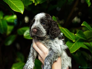Cocker Spaniel dogs KC Registered Working Cocker Spaniel Puppies - Advert 2