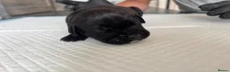 Cane Corso dogs for sale: Beautiful litter of cane corso  in Sheerness - Advert 22