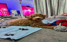 Toy Poodle dogs for stud: F1b westipoo for stud - Image 8